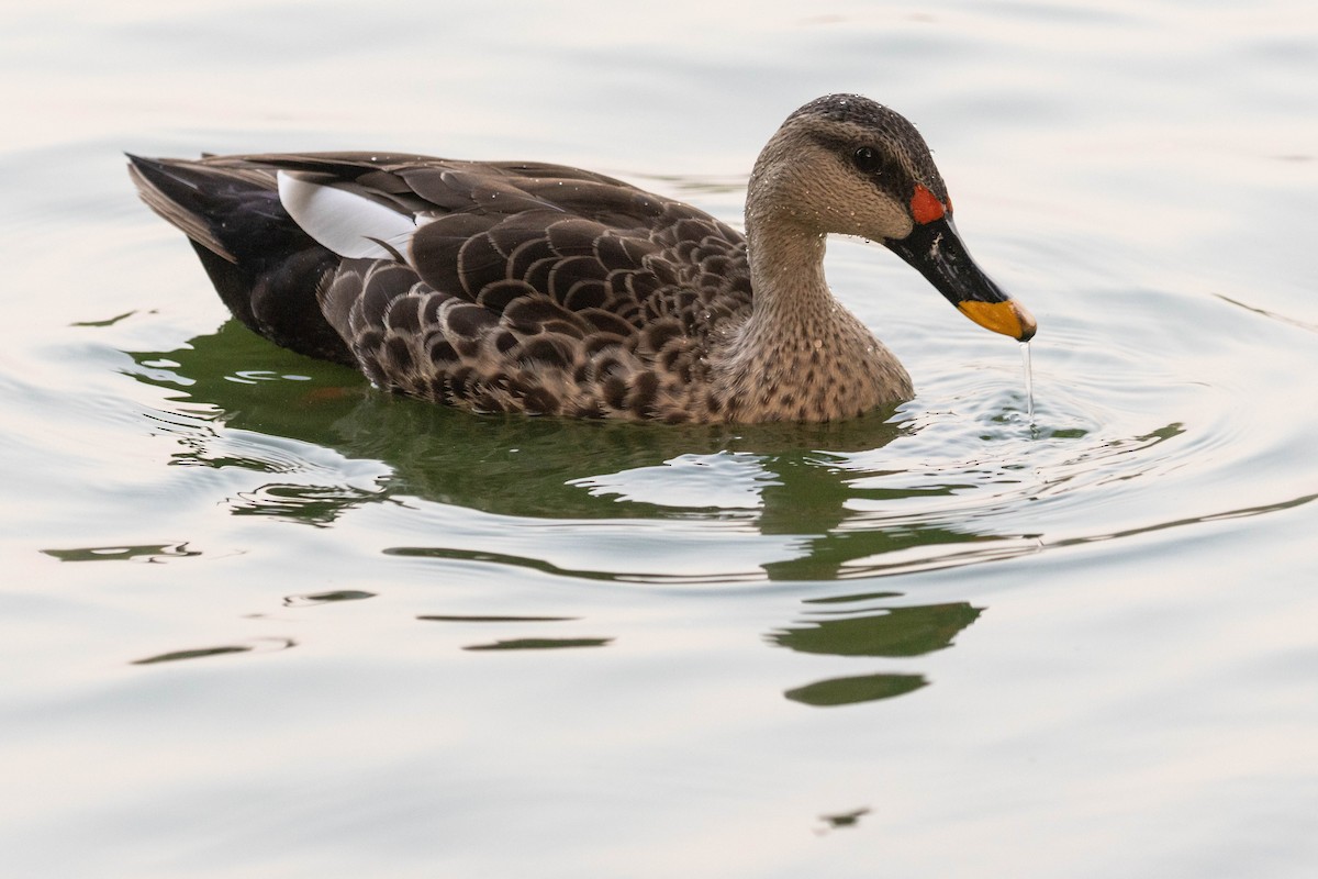 Indian Spot-billed Duck - ML644275943