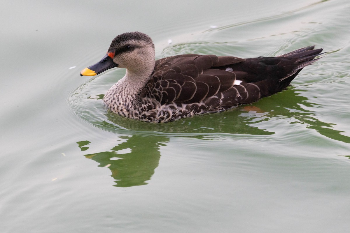 Indian Spot-billed Duck - ML644275948