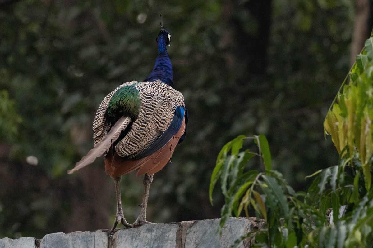 Indian Peafowl - ML644275949