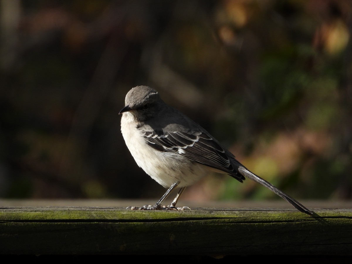 Northern Mockingbird - ML644275960