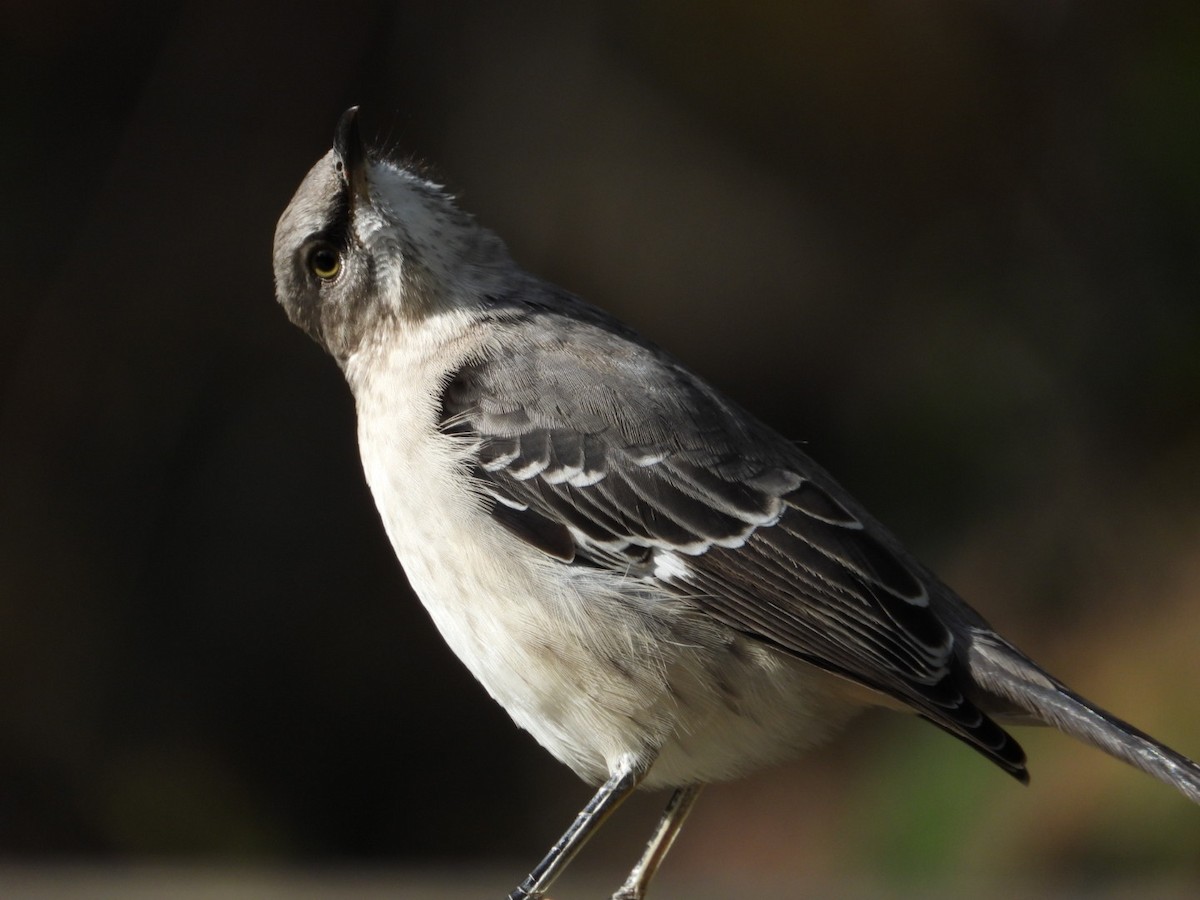 Northern Mockingbird - ML644275962