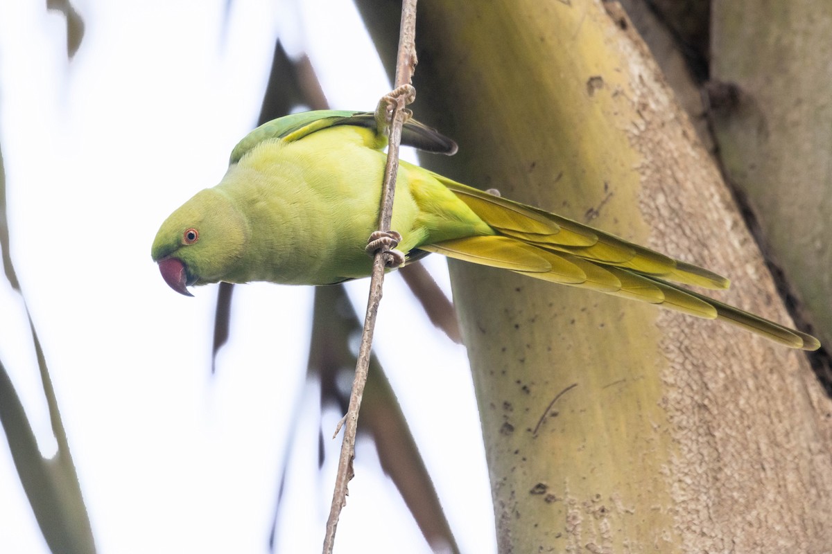Rose-ringed Parakeet - ML644275965