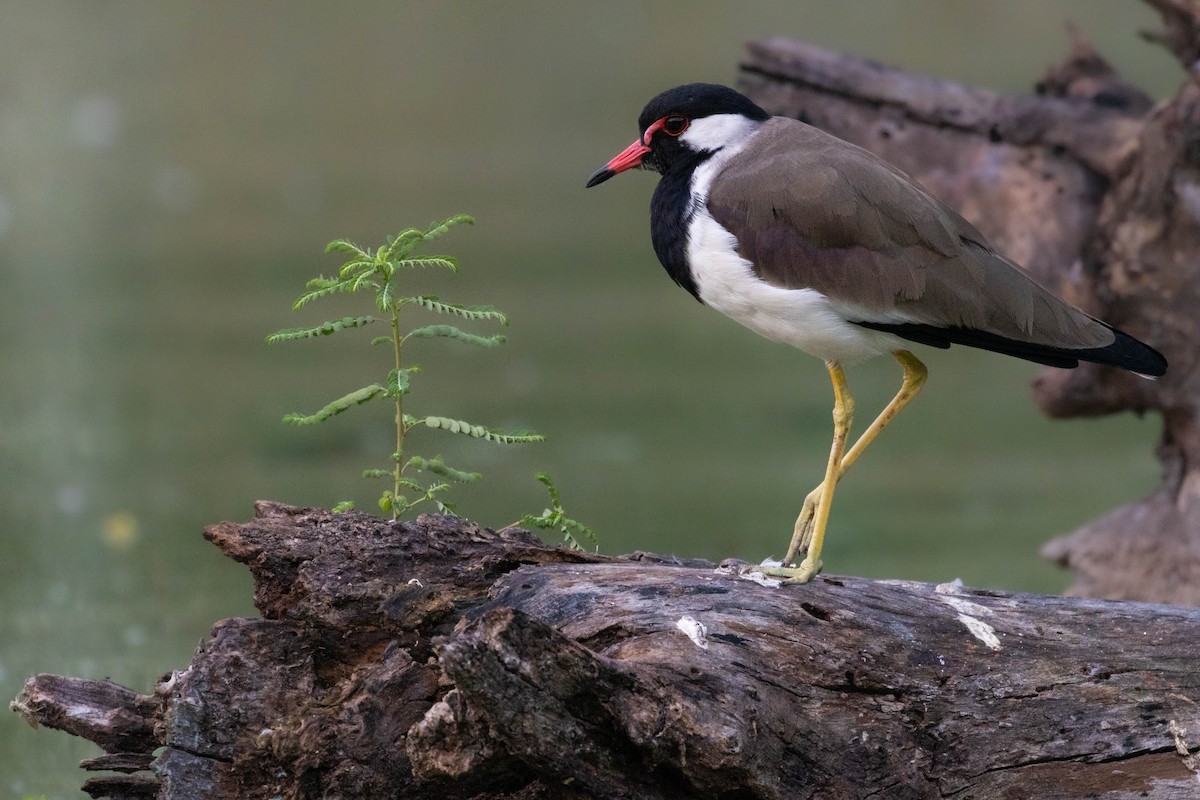 Red-wattled Lapwing - ML644275969