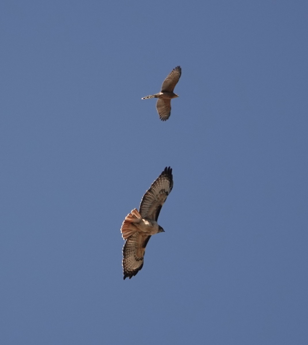 Red-tailed Hawk - ML644275973