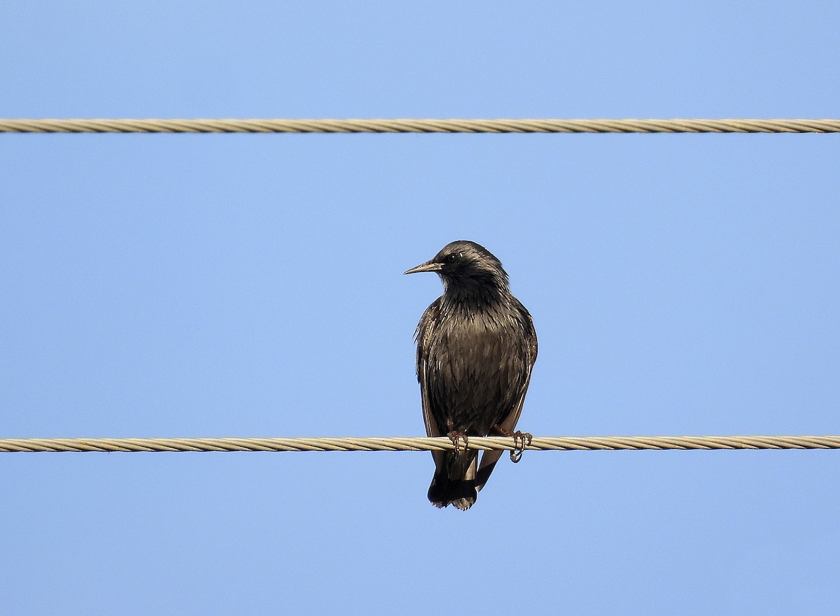 Arabazozo beltza - ML644276002