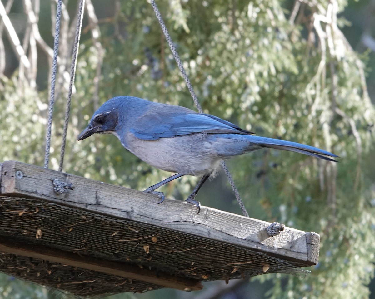 Woodhouse's Scrub-Jay - ML644276028