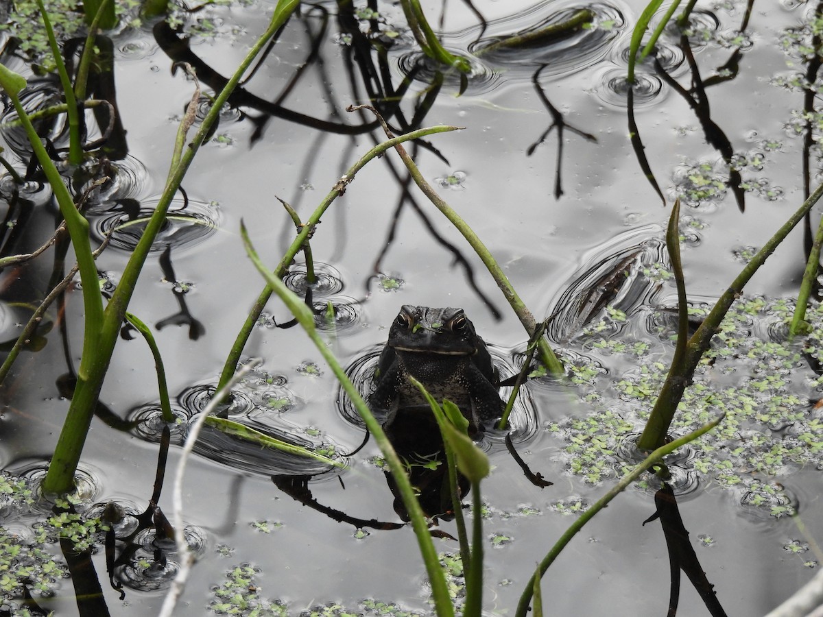 Amphibians - ML644276033