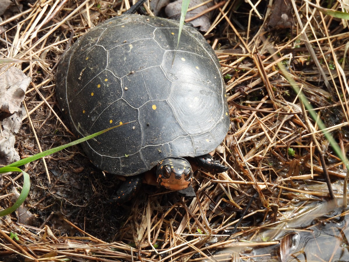 Reptiles - ML644276034