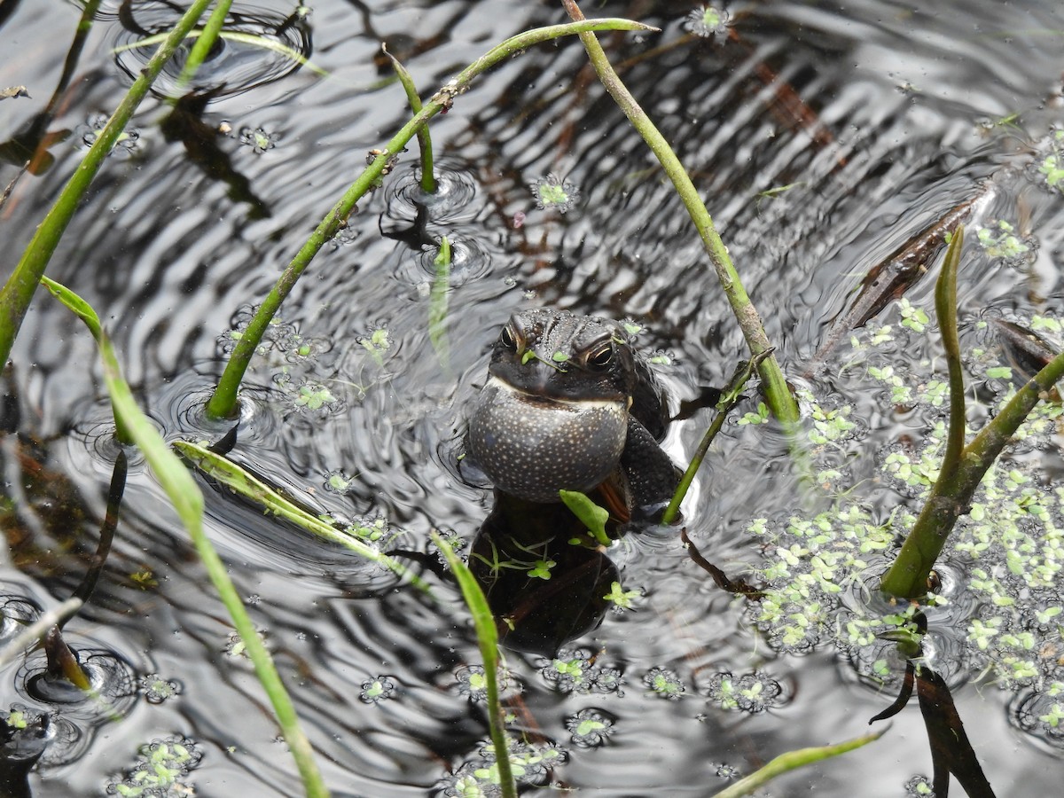 Amphibians - ML644276037