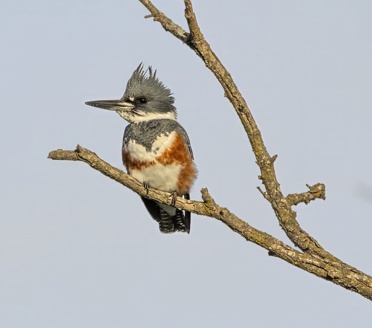 Belted Kingfisher - ML644276038