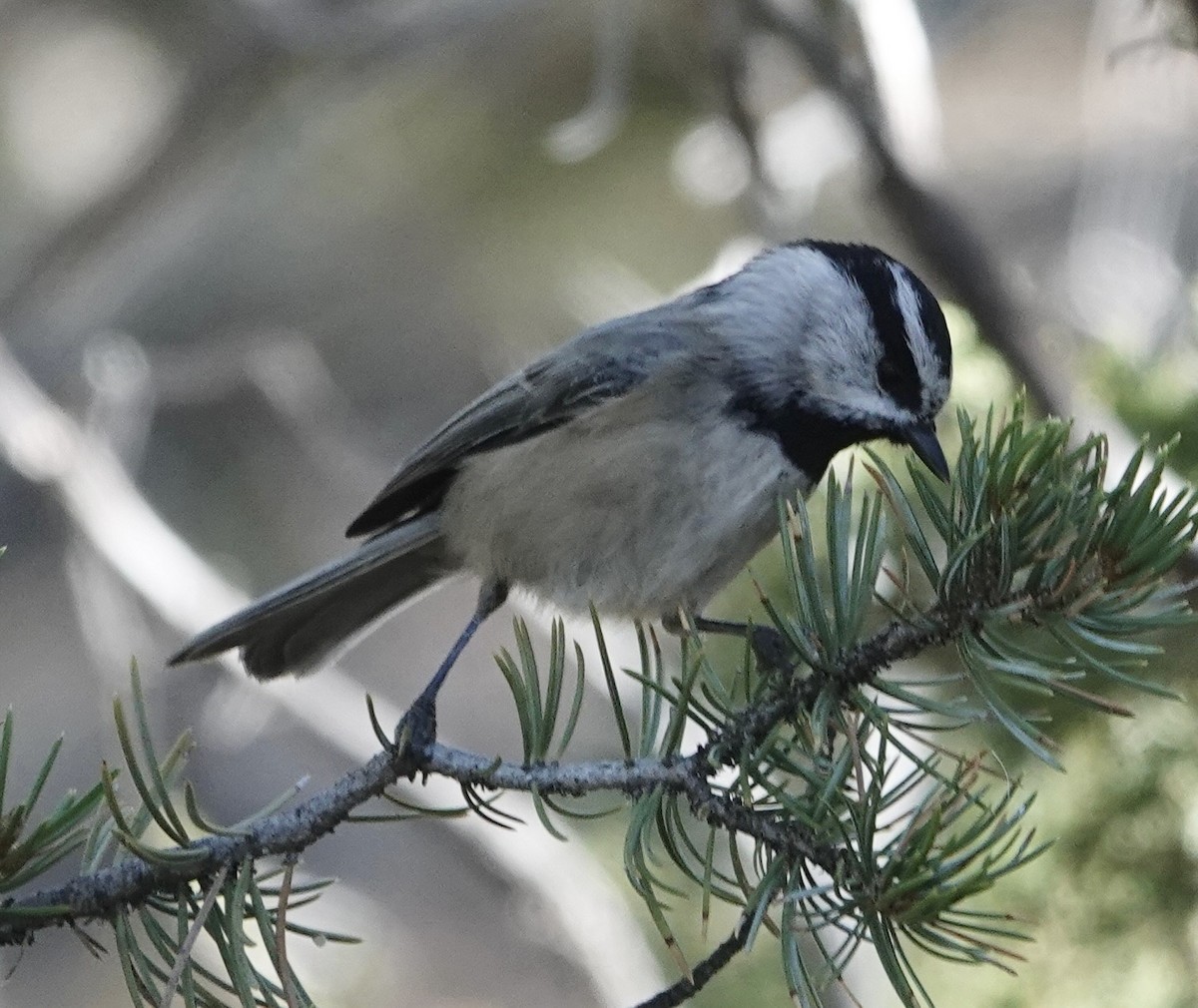 Mountain Chickadee - ML644276040