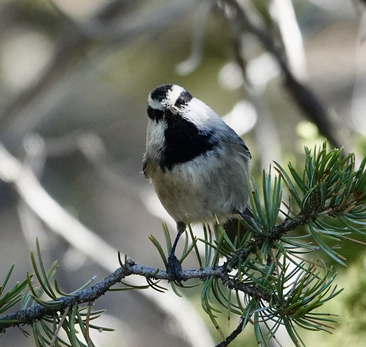 Mountain Chickadee - ML644276041