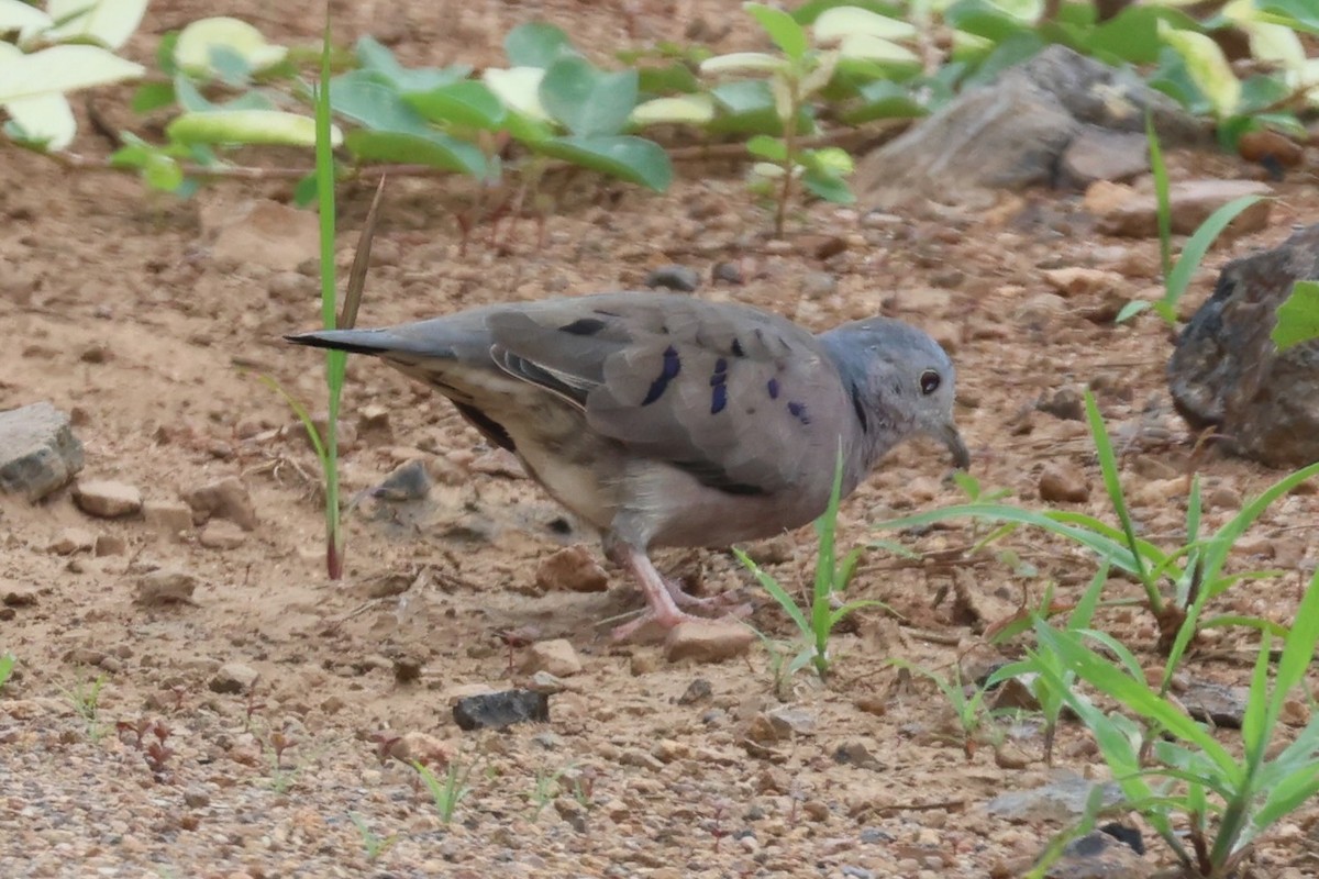 Zwergtäubchen - ML644276044