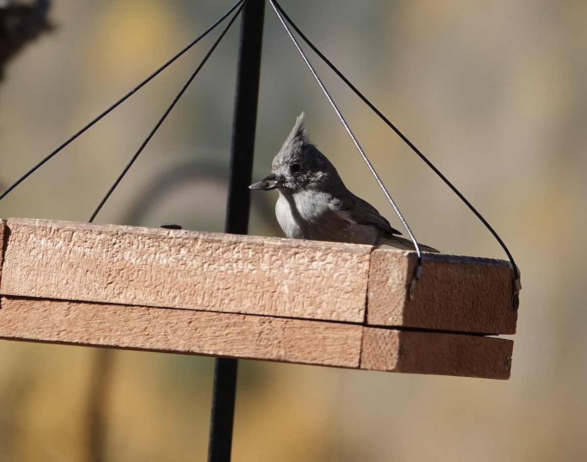 Juniper Titmouse - ML644276047