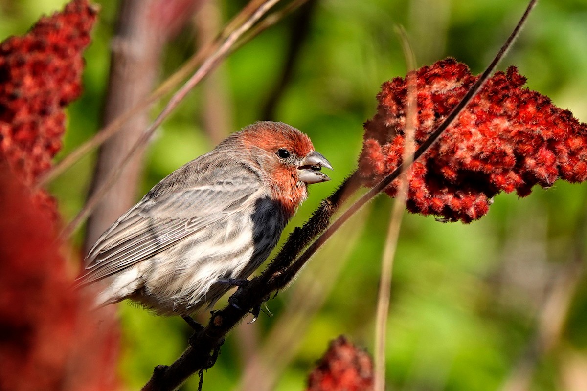 House Finch - ML644276052