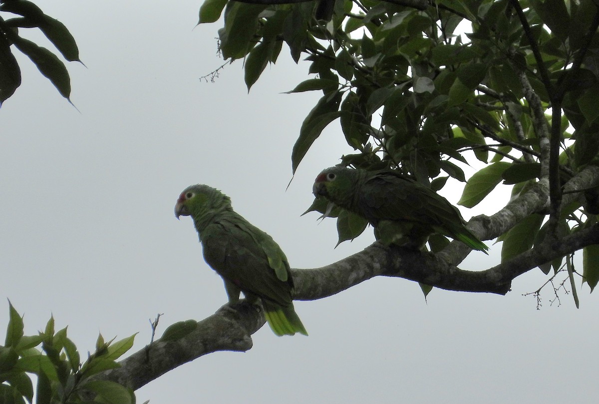 Conure de Finsch - ML644276054