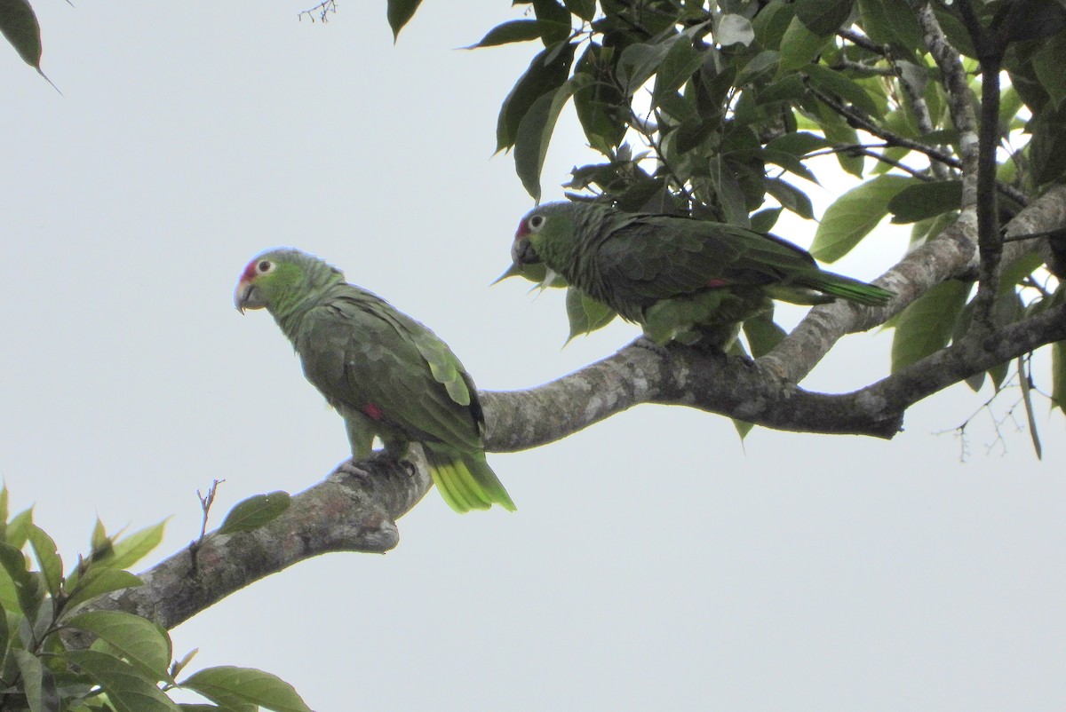 Conure de Finsch - ML644276055