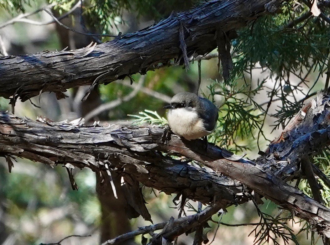 pygméspettmeis - ML644276074