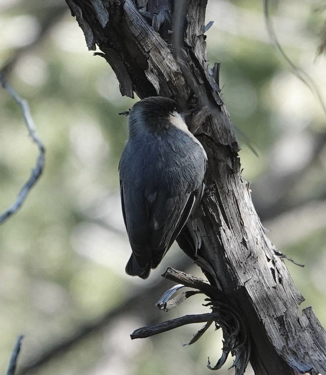 pygméspettmeis - ML644276075