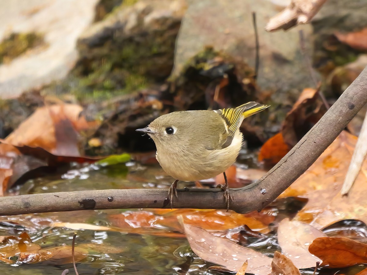 Ruby-crowned Kinglet - ML644276076