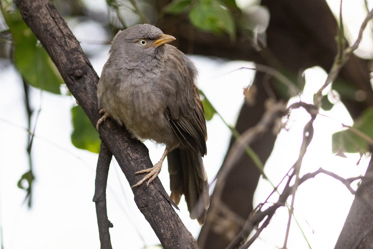 Jungle Babbler - ML644276077