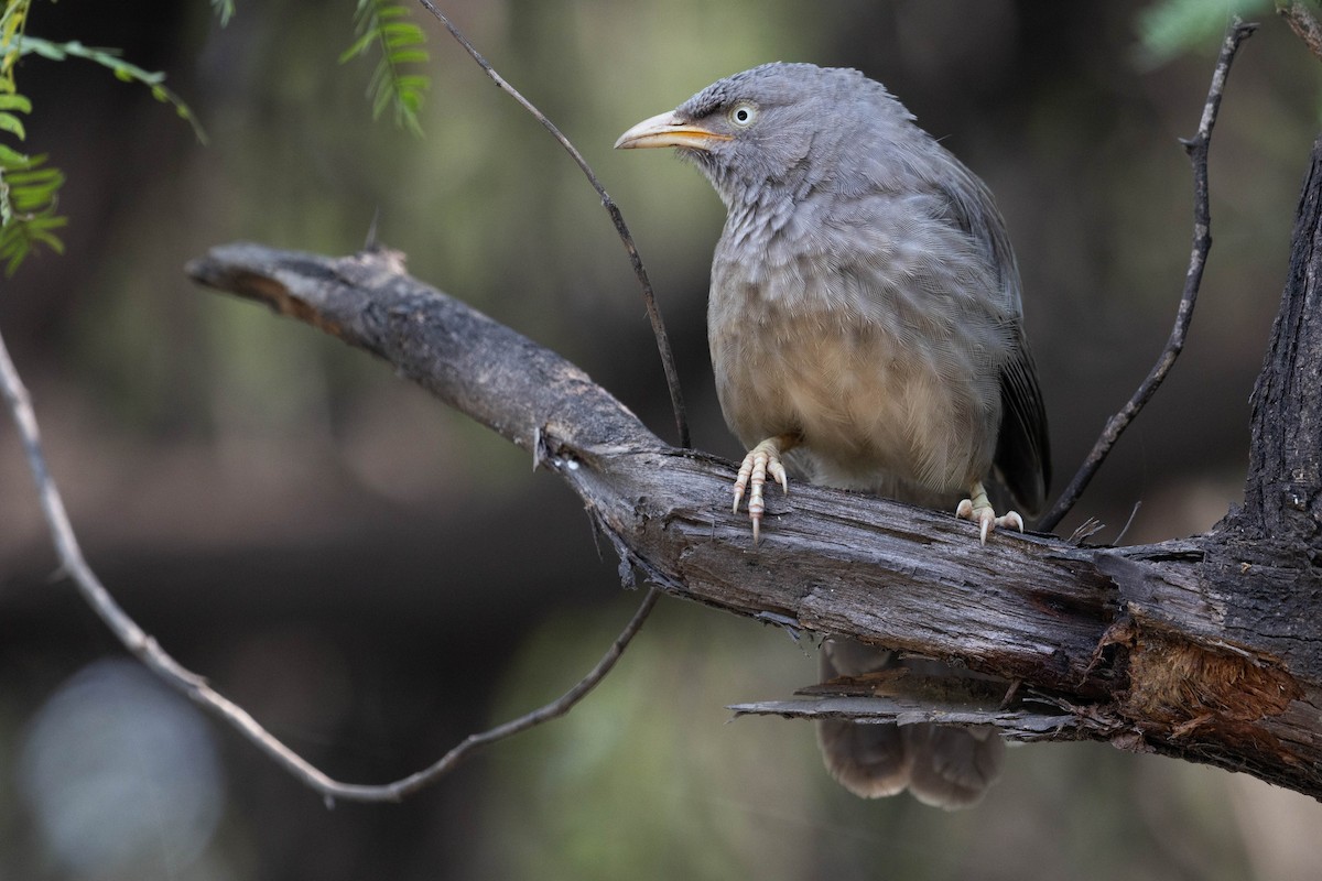 Jungle Babbler - ML644276079