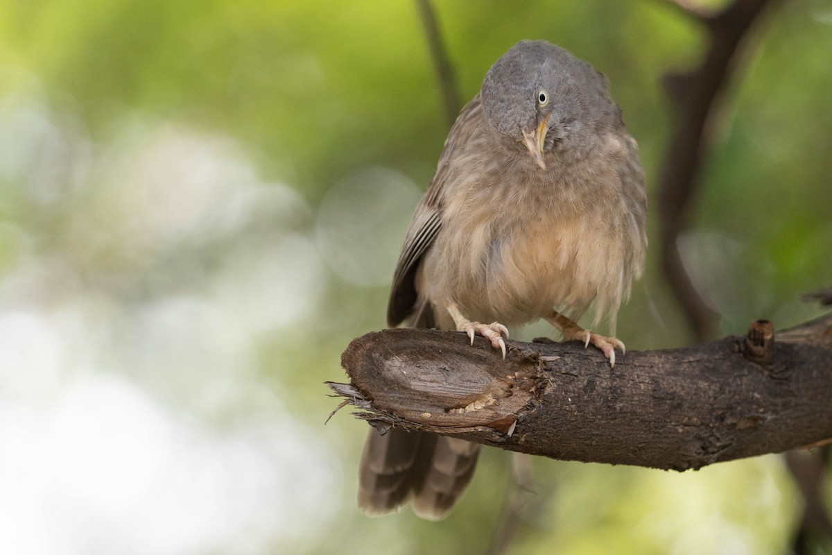 Jungle Babbler - ML644276080