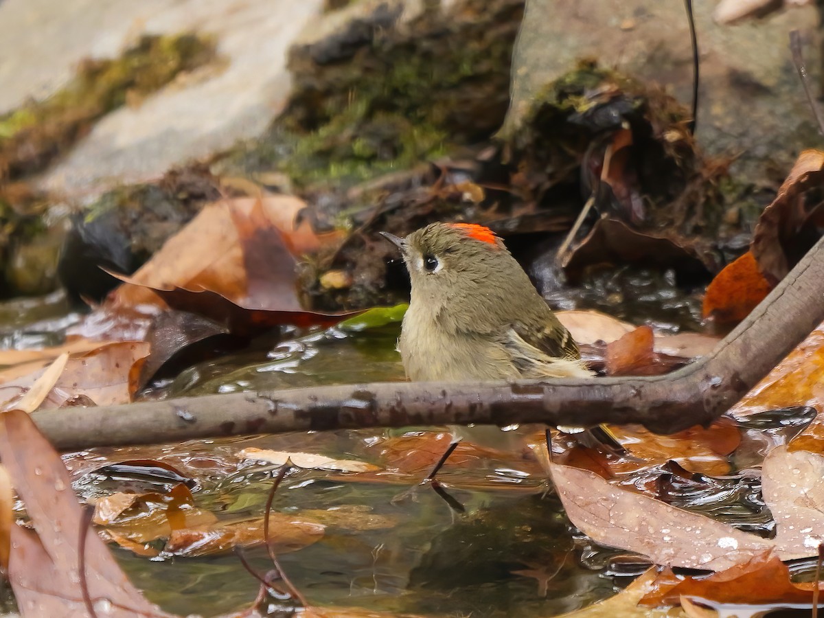 Ruby-crowned Kinglet - ML644276081