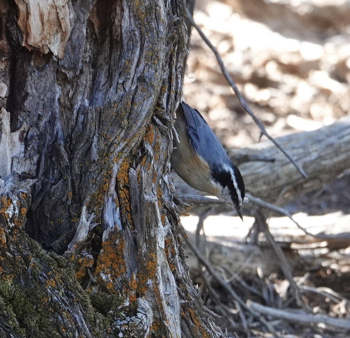Red-breasted Nuthatch - ML644276086