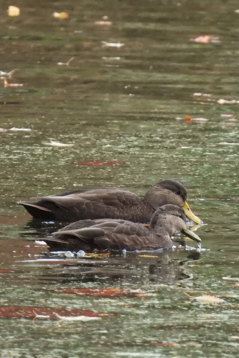 rødfotand - ML644276087