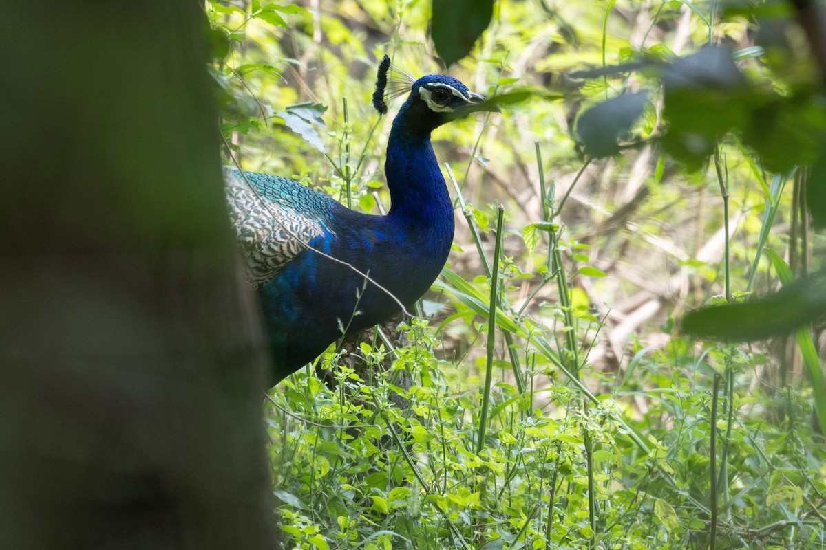 Indian Peafowl - ML644276090