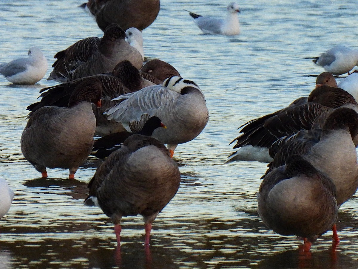 Гуска гірська - ML644276091