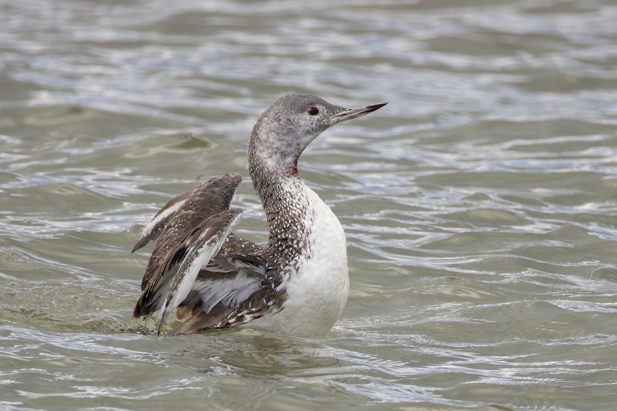 Plongeon catmarin - ML644276094