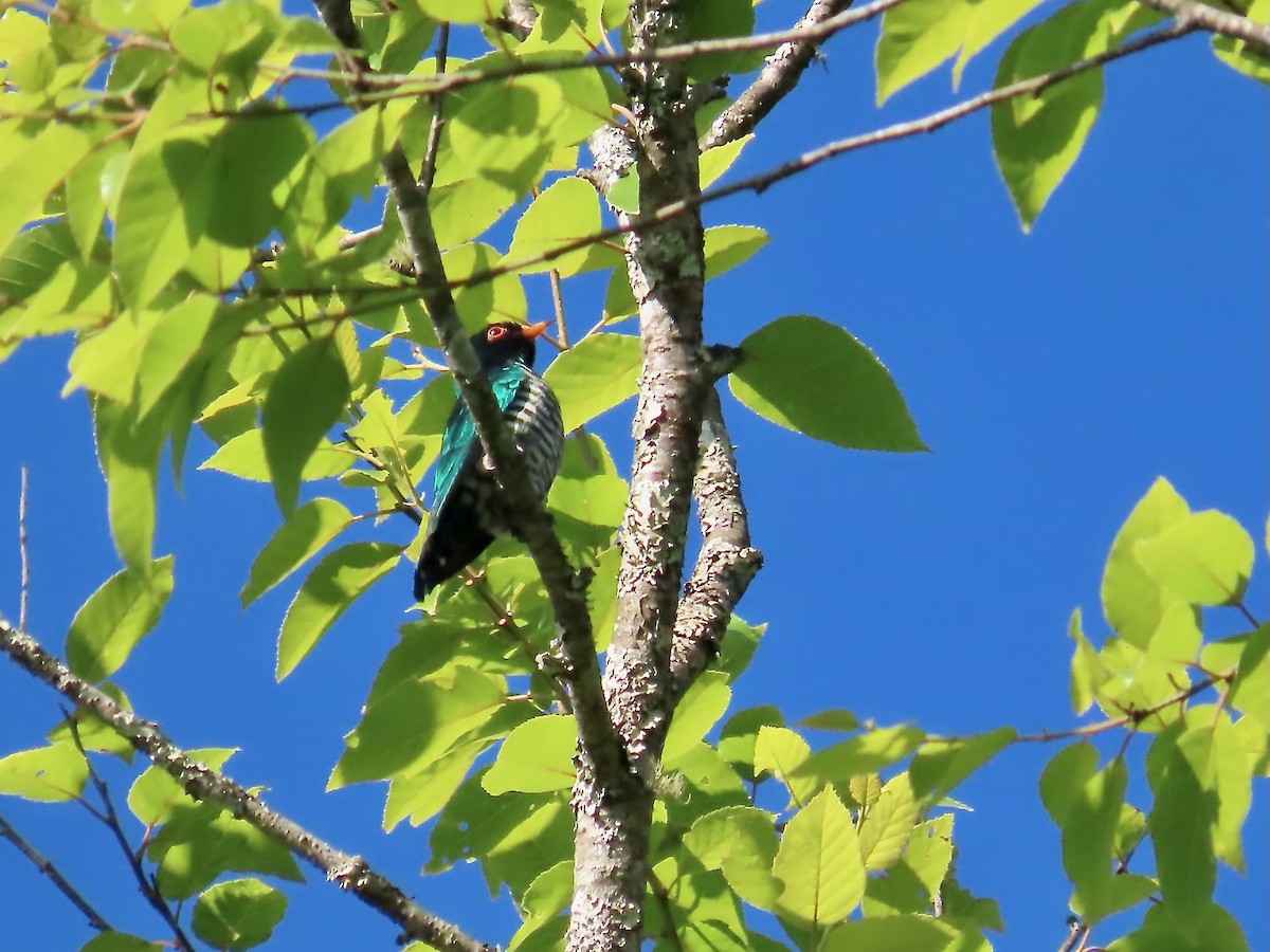 Дідрик смарагдовий - ML644276095