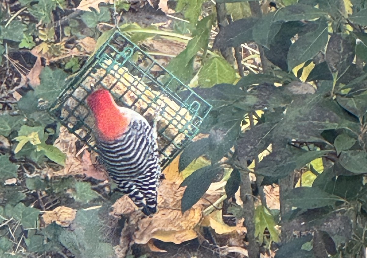 Red-bellied Woodpecker - ML644276096