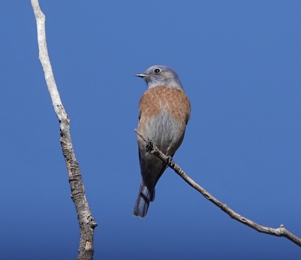Western Bluebird - ML644276101