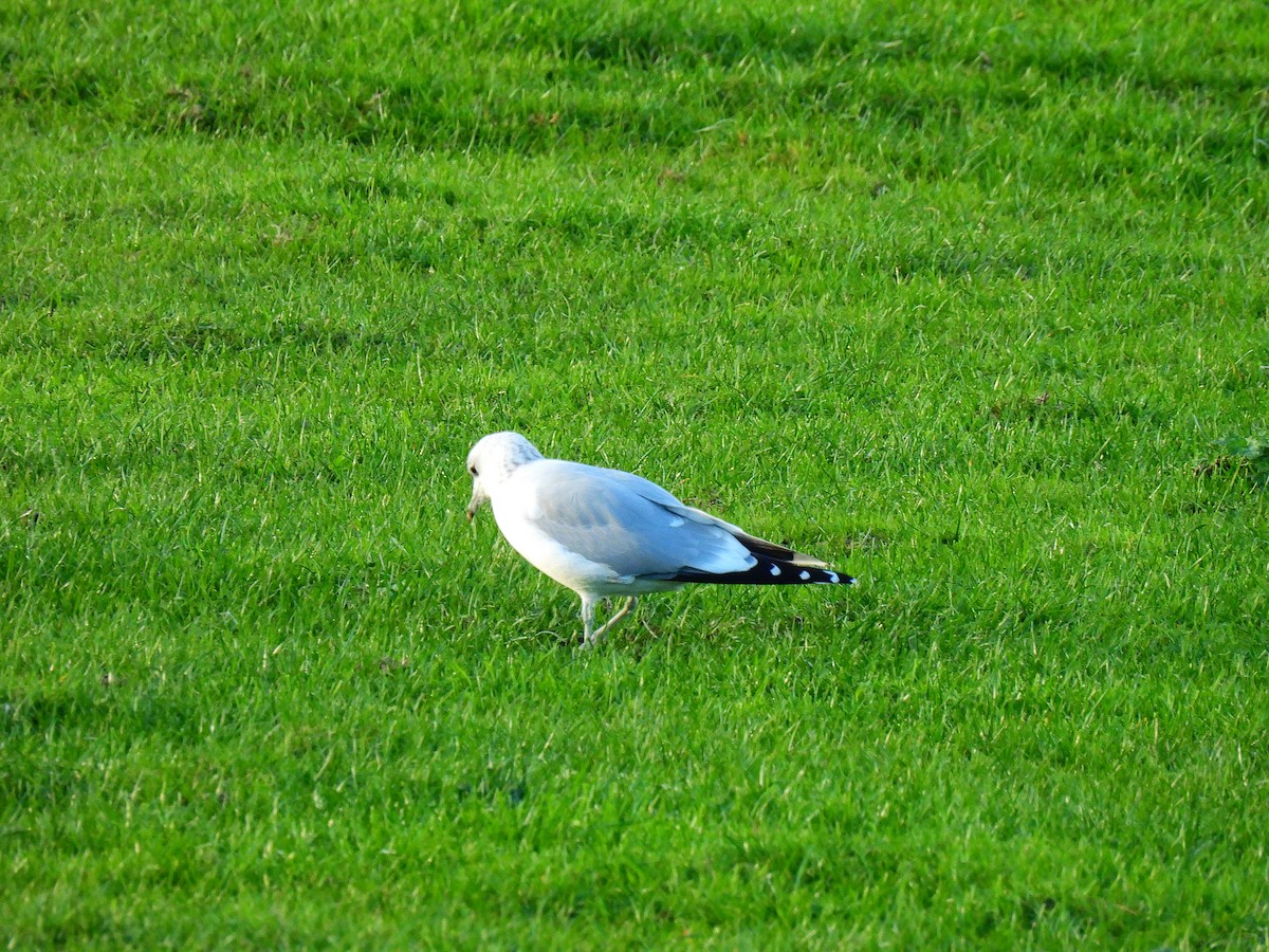 Common Gull - ML644276102