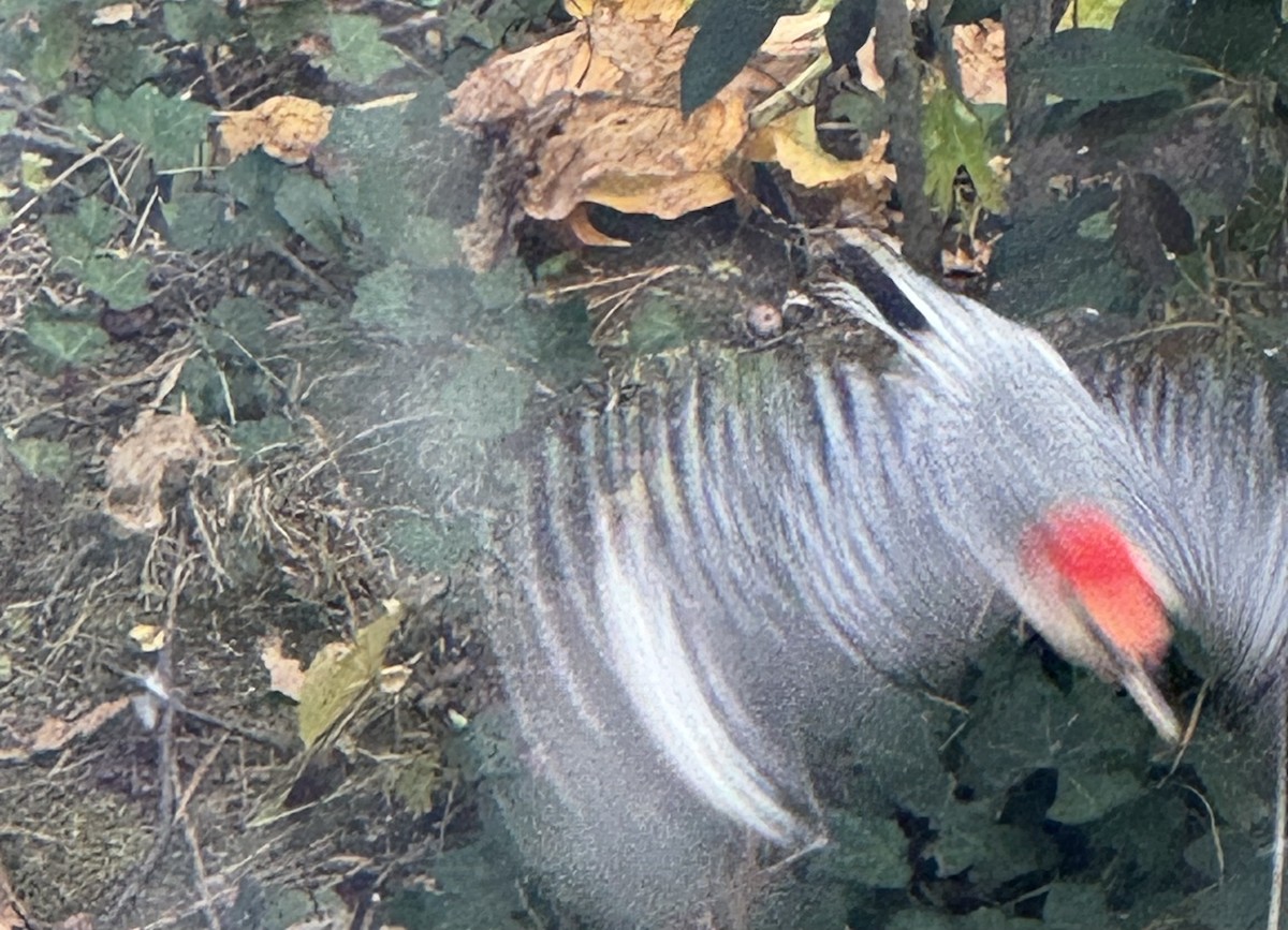 Red-bellied Woodpecker - ML644276103