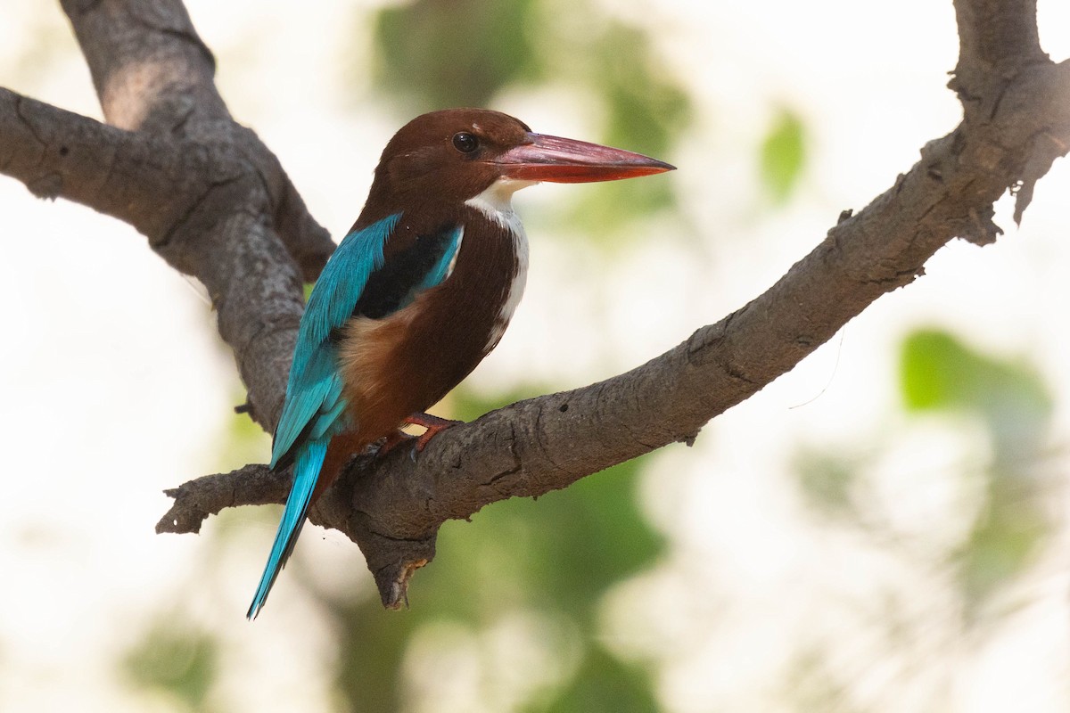 White-throated Kingfisher - ML644276104