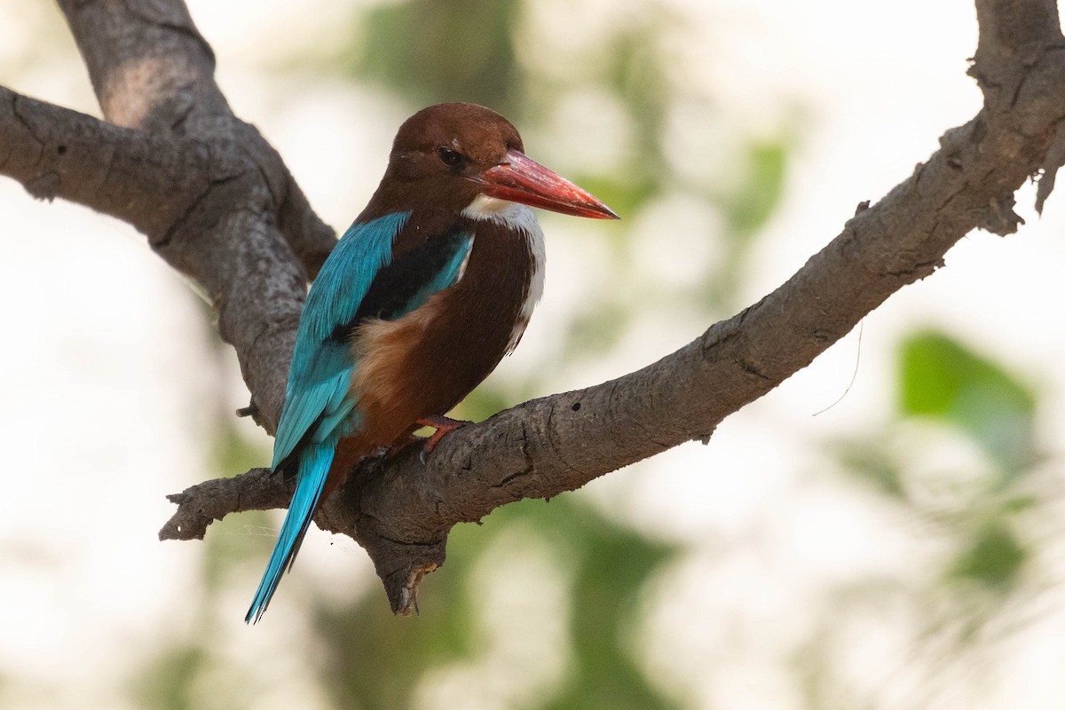 White-throated Kingfisher - ML644276105