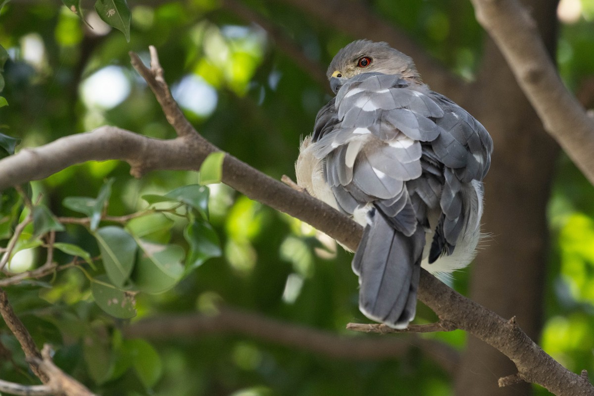 Shikra - ML644276111