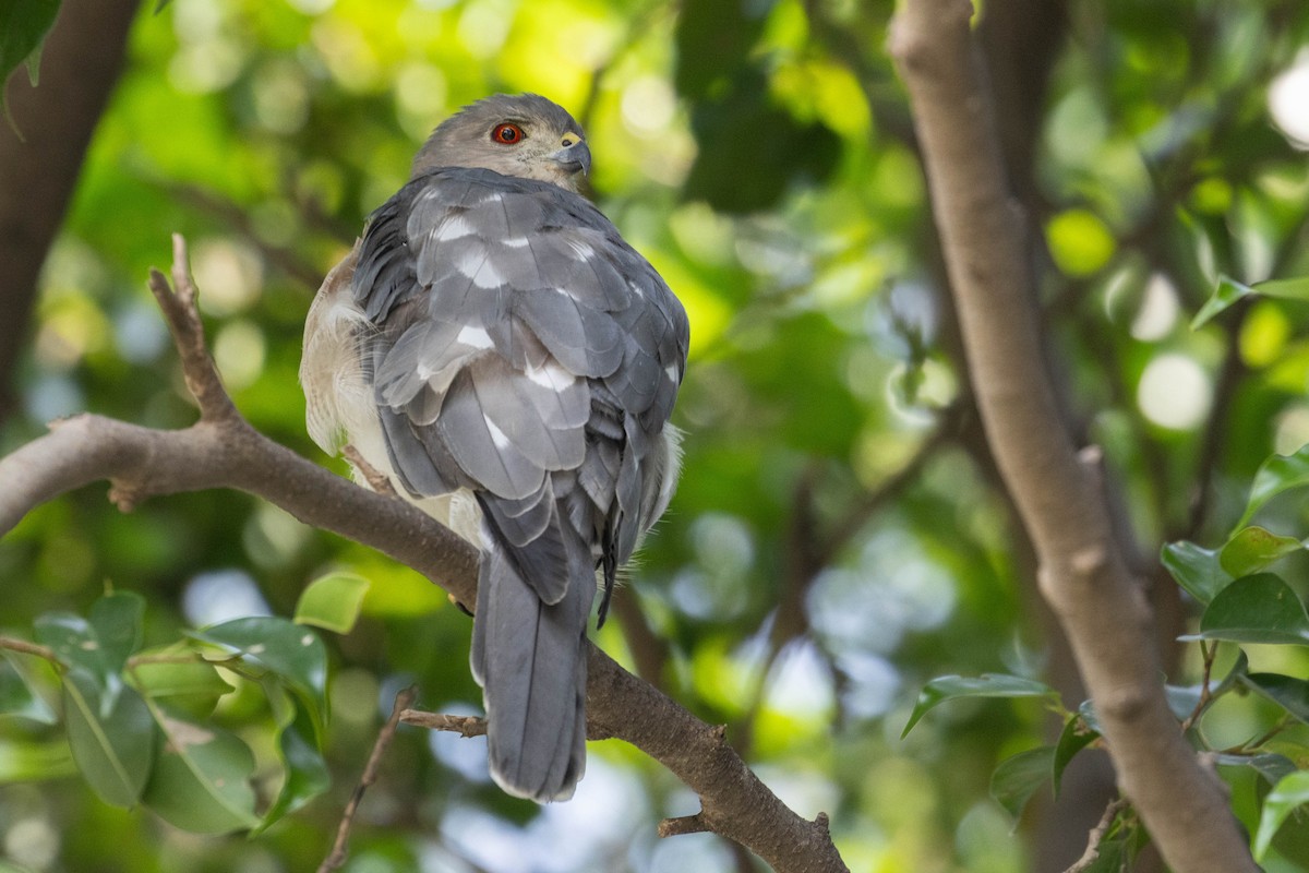 Shikra - ML644276112