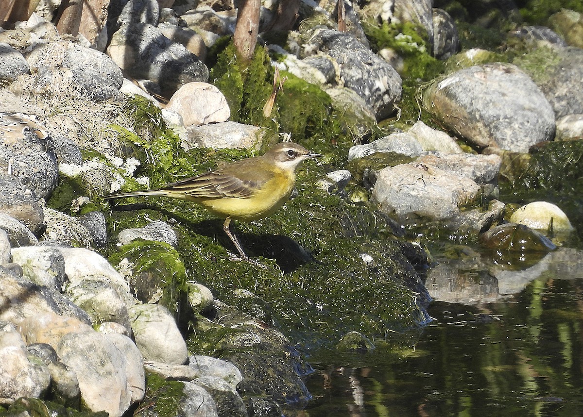 gulerle (iberiae) - ML644276115