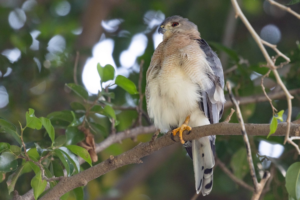 Shikra - ML644276116