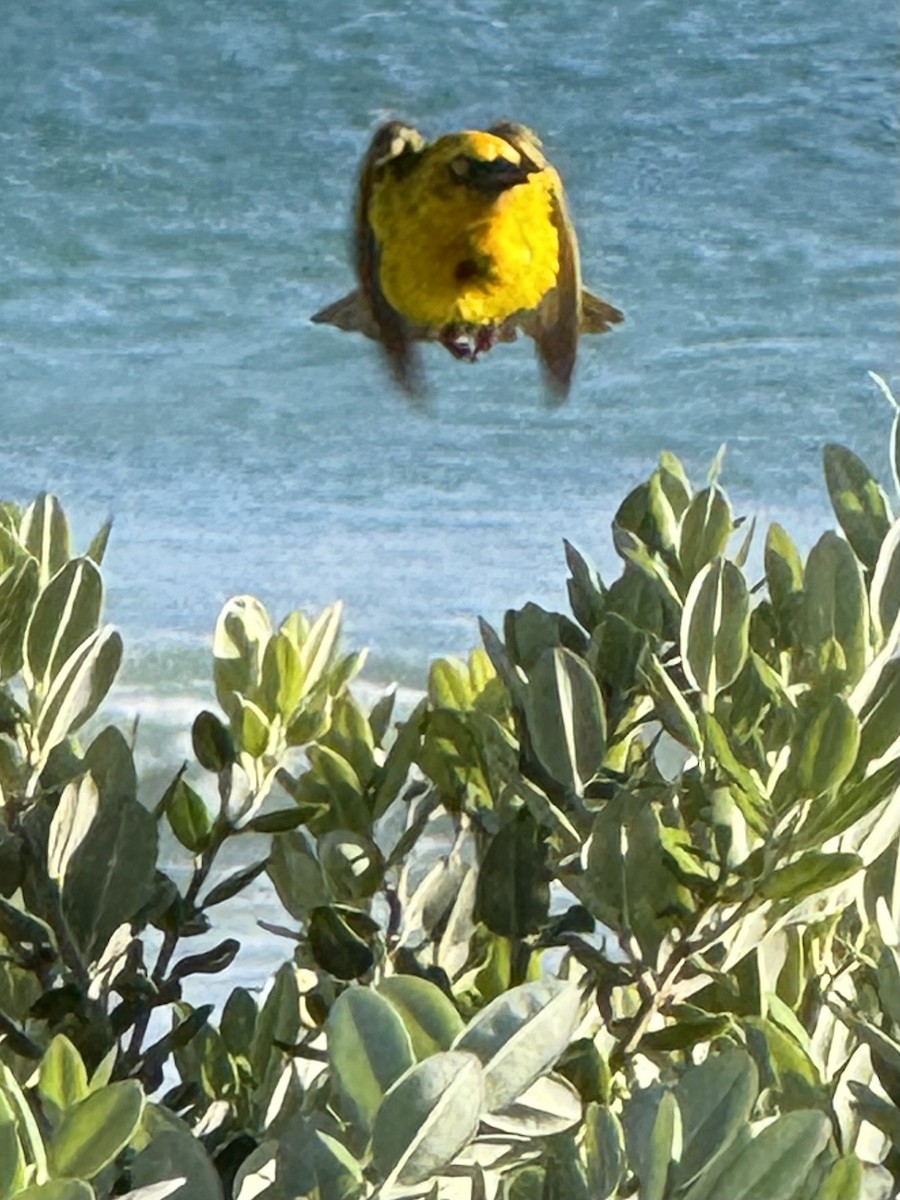 Cape Weaver - ML644276121