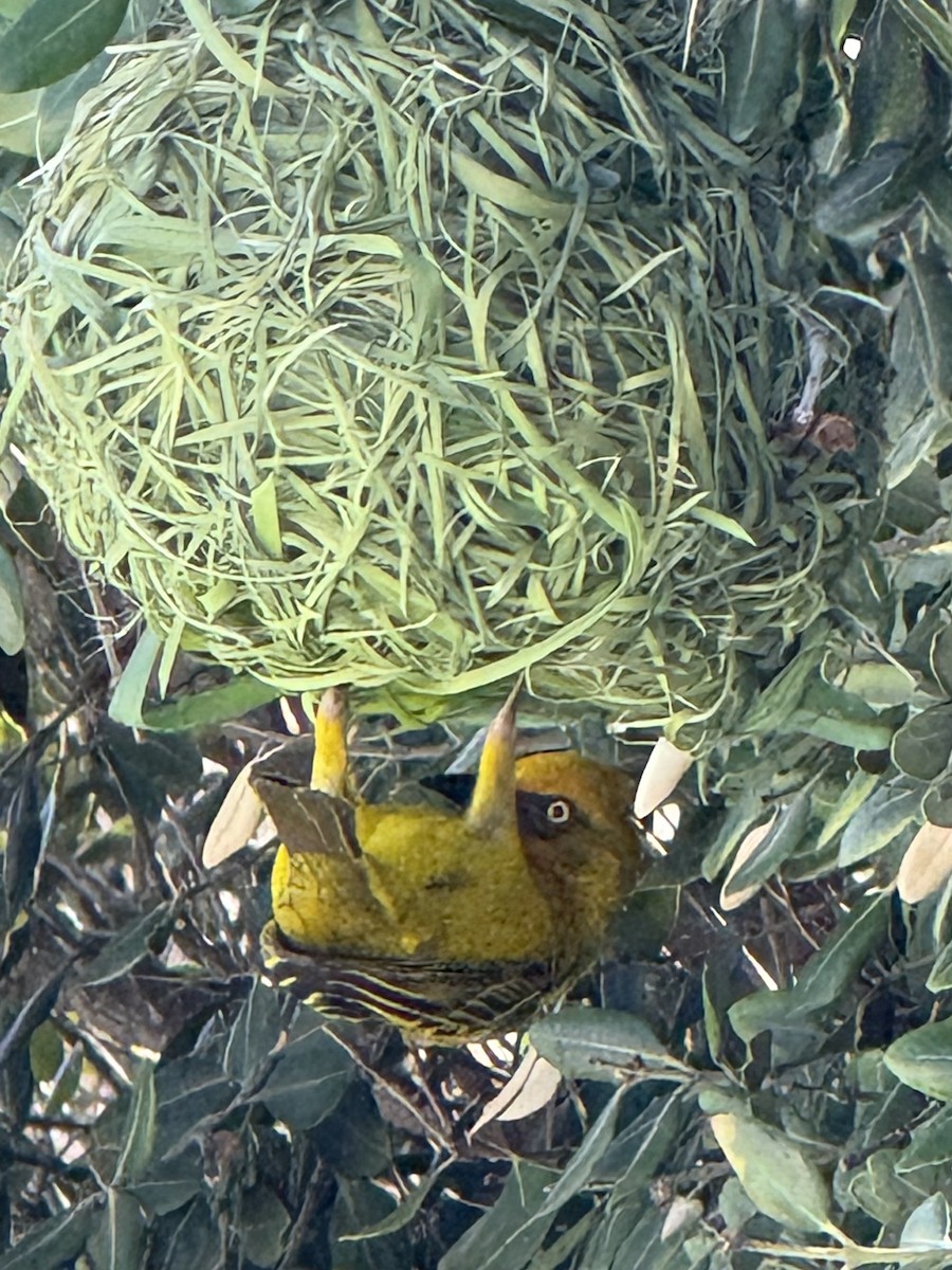 Cape Weaver - ML644276122