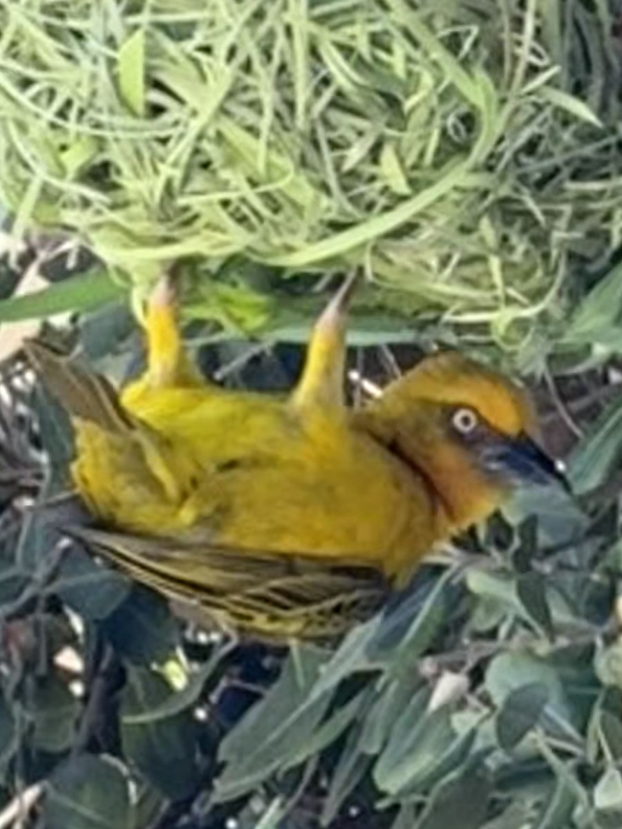 Cape Weaver - ML644276124