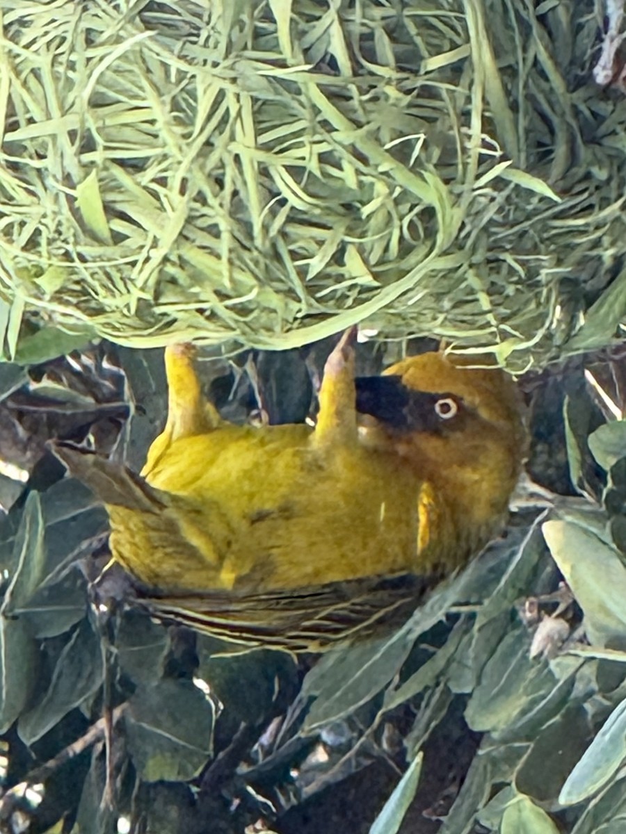 Cape Weaver - ML644276125