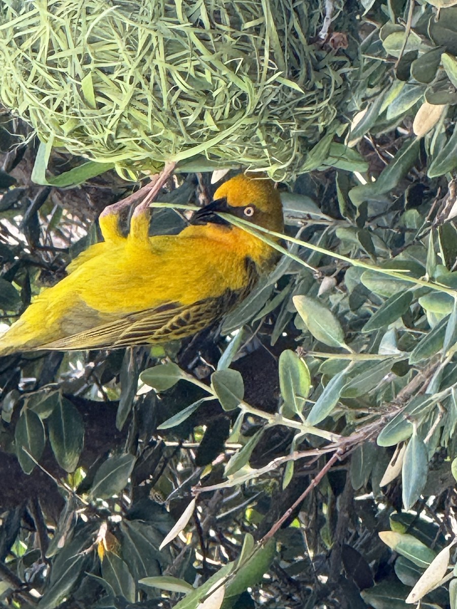 Cape Weaver - ML644276126