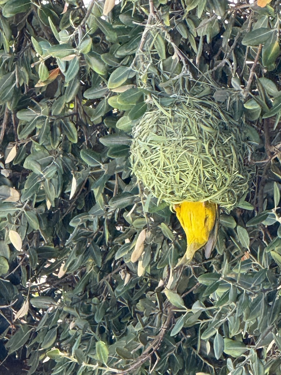 Cape Weaver - ML644276127